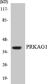 Polyclonal Rabbit anti-Human PRKAG1 / AMPK Gamma 1 Antibody (aa26-75, WB)