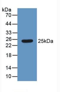 HMG1 / HMGB1 Antibody (aa1-215, APC)