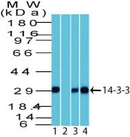 YWHAQ / 14-3-3 Theta Antibody (aa125-175)