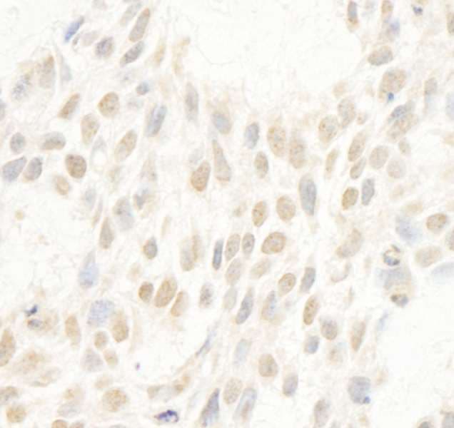 CCNC / Cyclin C Antibody (aa244-294)