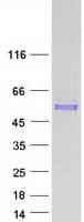 Human RAMA1 / SKA3 Protein (Recombinant Myc-DDK (Flag))