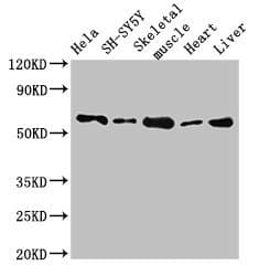 B4GALT2 Antibody
