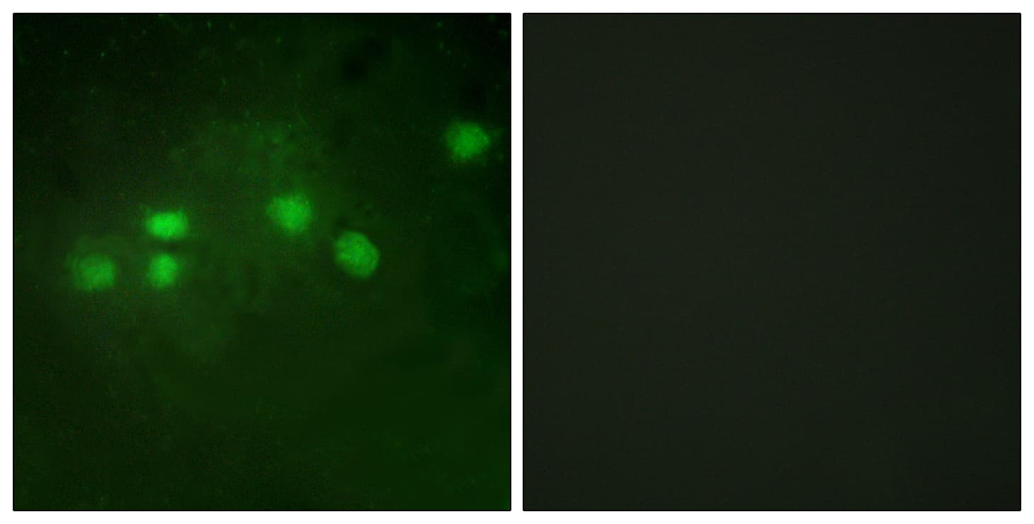 ELF1 Antibody (aa537-586)