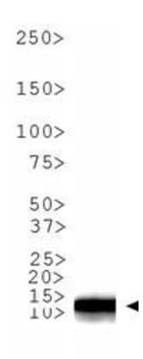 HIST3H3 Antibody (Me2-Lys9)