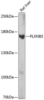 PLXNB3 / Plexin B3 Antibody