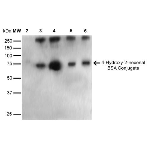 4-Hydroxy-2-hexenal Antibody (clone 6F10, APC)