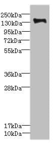 PLXNB2 / Plexin B2 Antibody