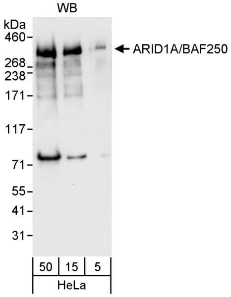 ARID1A / BAF250 Antibody (aa675-725)