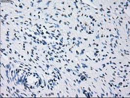 PRL / Prolactin Antibody (clone OTI6B1, Carrier-free)