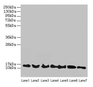 ATP6V1G2 Antibody