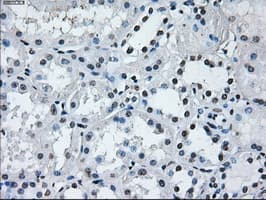 RNF144B Antibody (clone OTI9H10)