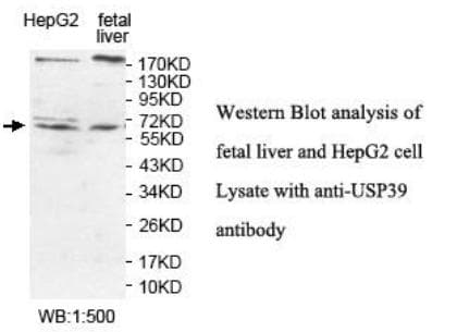 USP39 Antibody (aa225-446)