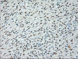 USP13 Antibody (clone OTI4G11)