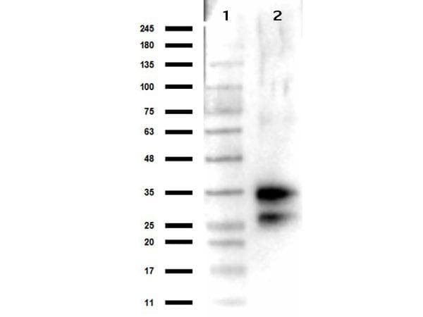 DNASE1 / DNase I Antibody (Lyophilized)