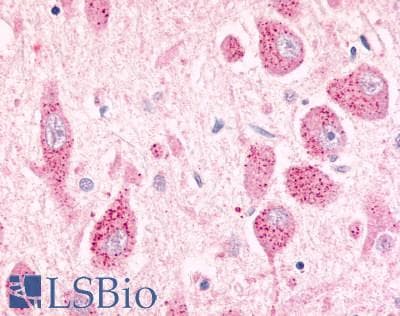 PathPlus™ GPR26 Antibody (Cytoplasmic Domain)
