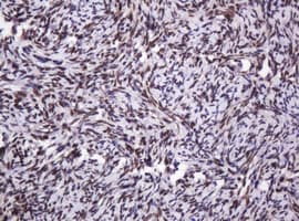 PCNA Antibody (clone OTI3D6)