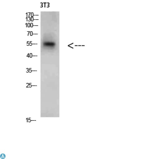 Polyclonal Rabbit anti-Human CREB3 / LZIP Antibody (WB)