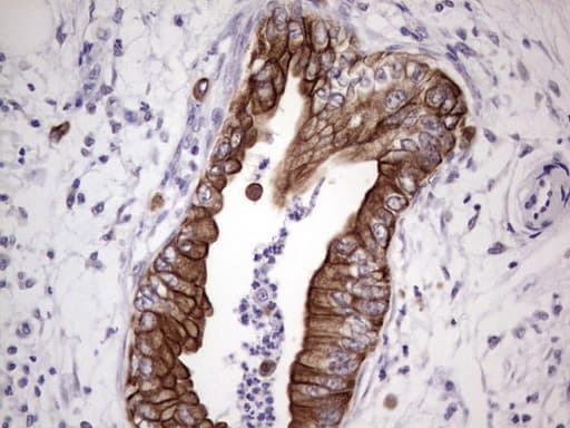 NUDT12 Antibody (aa1-251, clone OTI1A4, Carrier-free)