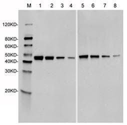 Monoclonal Mouse anti-Streptococcus pyogenes Streptococcus pyogenes CRISPR-associated endonuclease Cas9/Csn1 Antibody (clone 14B6, IF, WB)