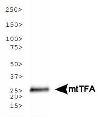 IHC-plus™ MtTFA / TFAM Antibody (clone 18G102B2E11)
