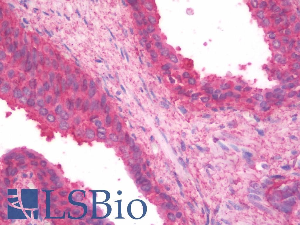 VLDLR Antibody (clone 6A6, DY650)