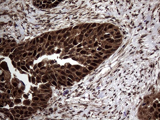 TSN / Translin Antibody (aa1-51, clone OTI1B5, Carrier-free)