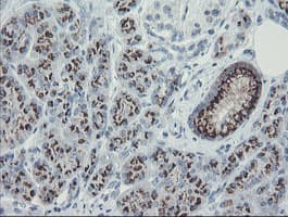 THAP6 Antibody (clone OTI3B4, Carrier-free)