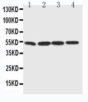 BAG5 Antibody (aa415-429)