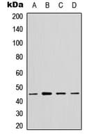 Polyclonal Rabbit anti-Human MTG2 / GTPBP5 Antibody (Internal, IHC, WB)