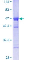 Human EF1B / EEF1B2 Protein (Recombinant GST)