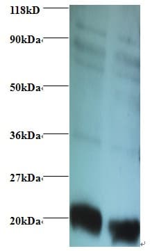 IHC-plus™ RPL36AL Antibody