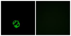 IHC-plus™ APLNR/ Apelin Receptor / APJ Antibody (aa132-181)