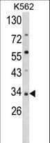 SFRP5 Antibody (aa219-248)