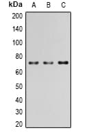 PAK4 Antibody (phospho-Ser474)