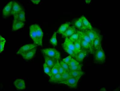 NLN / Neurolysin Antibody