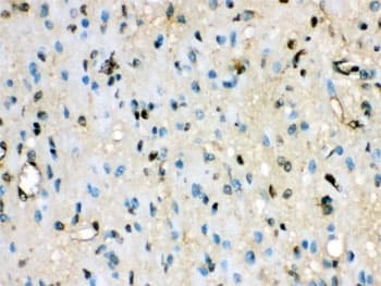 VCP Antibody (aa732-760)