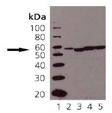 IHC-plus™ PDIA3 / ERp57 Antibody