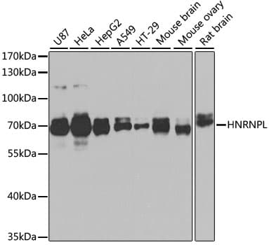 HNRNPL / hnRNP L Antibody