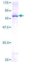 Human SEPT5 / Septin 5 Protein (Recombinant GST)