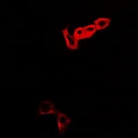 MOCS3 Antibody