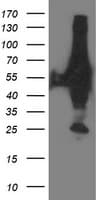 Monoclonal Mouse anti-Human XPNPEP3 Antibody (clone OTI4B8, IHC, IF, WB)
