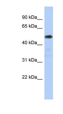 ZNF498 Antibody (N-Terminus)