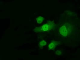 PME-1 / PPME1 Antibody (clone OTI10A12, Carrier-free)