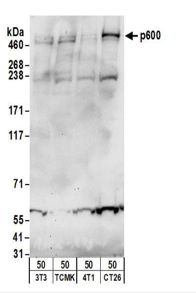 UBR4 Antibody (aa1350-1400)