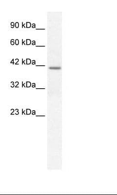 SPP1 / Osteopontin Antibody (C-Terminus)