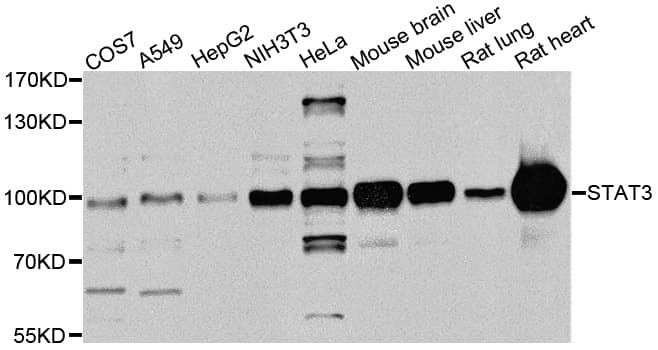 STAT3 Antibody