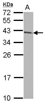 Polyclonal Rabbit anti-Human ARMC1 Antibody (IHC, WB)