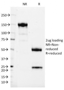 CD37 Antibody (clone IPO-24)