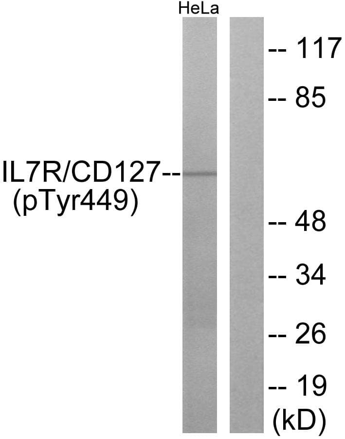IL7R / CD127 Antibody (phospho-Tyr449)