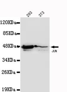 JUN / c-Jun Antibody